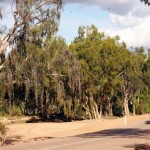Bigfoot Sighting near Braidwood, Australia