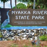 ‘As wide as my momma’s dodge!’ Florida Driver Spots Bigfoot on Highway