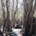 Fisherman Photographs ‘Bigfoot’ in Florida