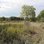 Louisiana Giant Bird Responsible for Cow Mutilation, Says Witness