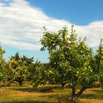 ‘Bigfoot’ Spotted near Apple Trees in Oregon