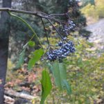 ‘Werewolf’ Seen in New York State