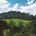 Man: I captured audio of Bigfoot