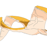 Pterodactyl Sighting in Florida